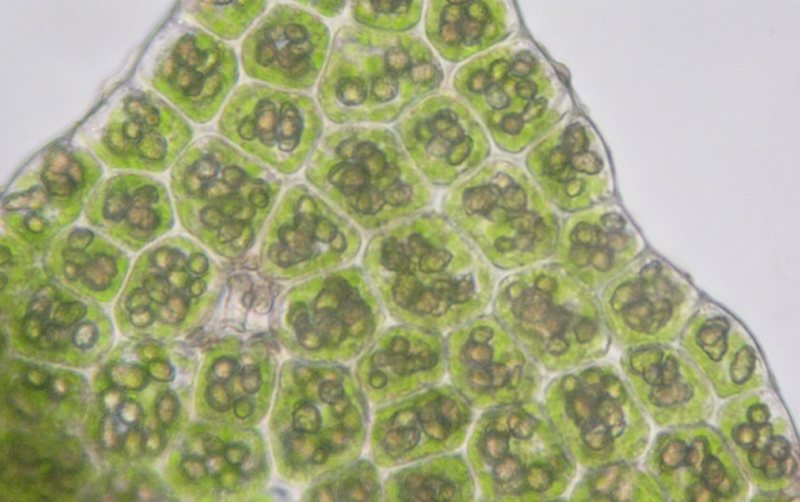 Geocalyx graveolens